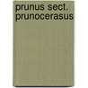 Prunus Sect. Prunocerasus door Not Available