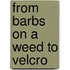 From Barbs On A Weed To Velcro