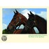 A Racing And Breeding Tradition