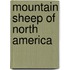 Mountain Sheep Of North America