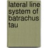 Lateral Line System Of Batrachus Tau