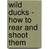 Wild Ducks - How To Rear And Shoot Them