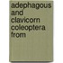 Adephagous And Clavicorn Coleoptera From