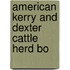 American Kerry And Dexter Cattle Herd Bo