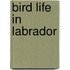 Bird Life In Labrador