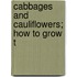 Cabbages And Cauliflowers; How To Grow T