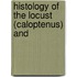 Histology Of The Locust (Caloptenus) And