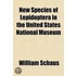 New Species Of Lepidoptera In The United
