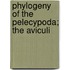 Phylogeny Of The Pelecypoda; The Aviculi