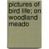 Pictures Of Bird Life; On Woodland Meado