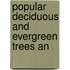 Popular Deciduous And Evergreen Trees An