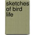 Sketches Of Bird Life