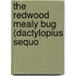 The Redwood Mealy Bug (Dactylopius Sequo