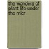 The Wonders Of Plant Life Under The Micr