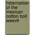 Hibernation Of The Mexican Cotton Boll Weevil