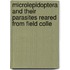 Microlepidoptera and Their Parasites Reared from Field Colle