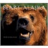 Bears Of Alaska