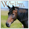 What Horses Teach Us door Glenn Dromgoole
