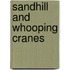 Sandhill And Whooping Cranes