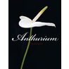 Anthurium by Pim van den Akker