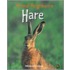 Hare