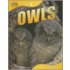 Owls