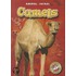 Camels