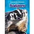 Badgers