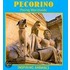 Pecorino