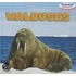 Walruses