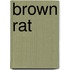 Brown Rat