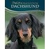 Dachshund