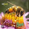 Egg To Bee by Camilla DeLaBedoyere
