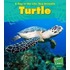 Sea Turtle