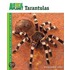 Tarantulas