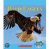 Bald Eagles