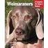 Weimaraners