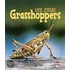 Grasshoppers