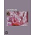 Lecture (30)