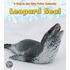 Leopard Seal