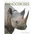 Rhinoceroses