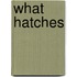 What Hatches