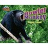 Howler Monkey