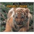 Project Tiger