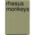 Rhesus Monkeys