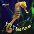 Fry To Seahorse