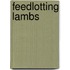 Feedlotting Lambs