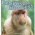 Proboscis Monkeys