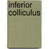 Inferior Colliculus