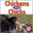 Chickens Have Chicks